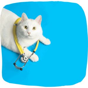 gatinho